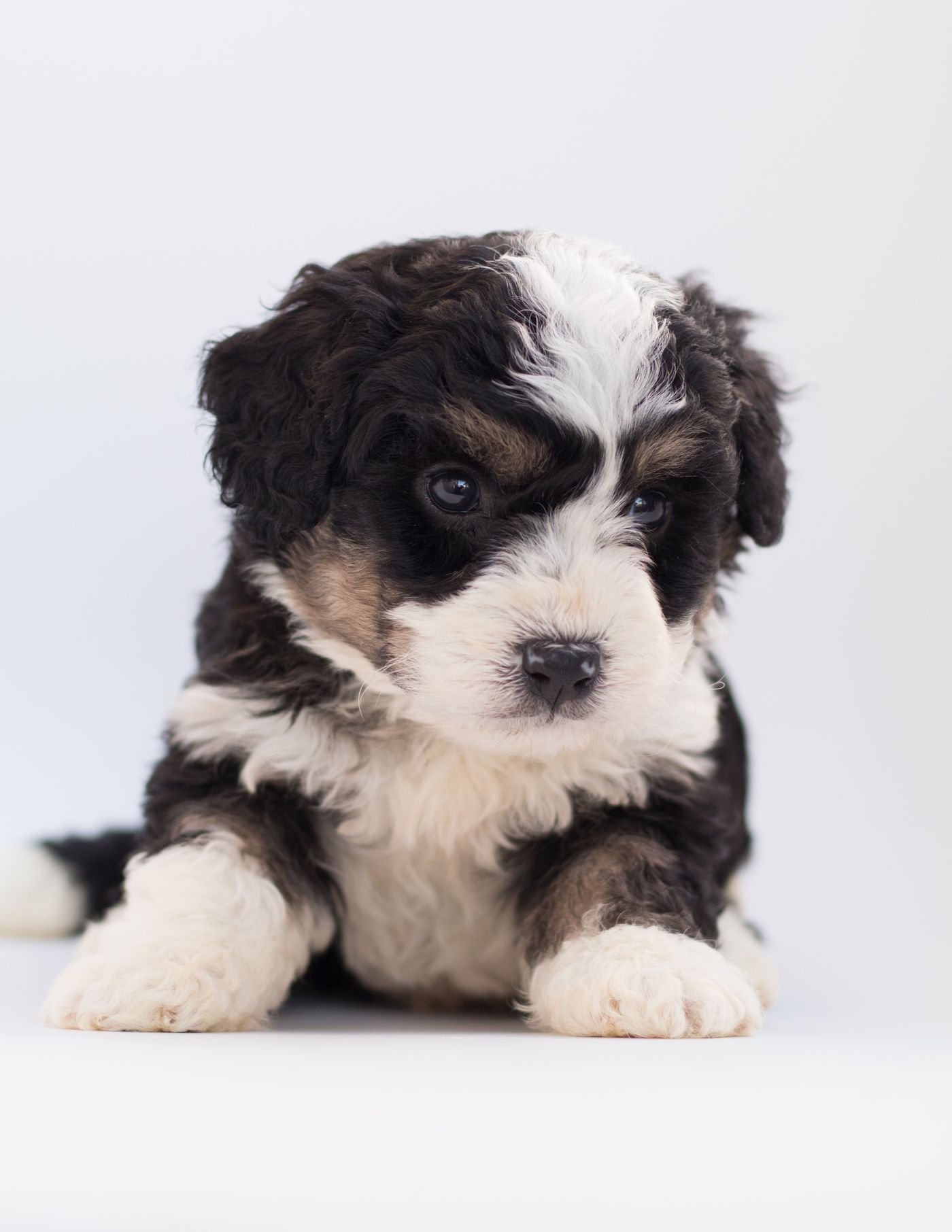 Winston, a black and white Bernedoodle puppy with a wavy coat