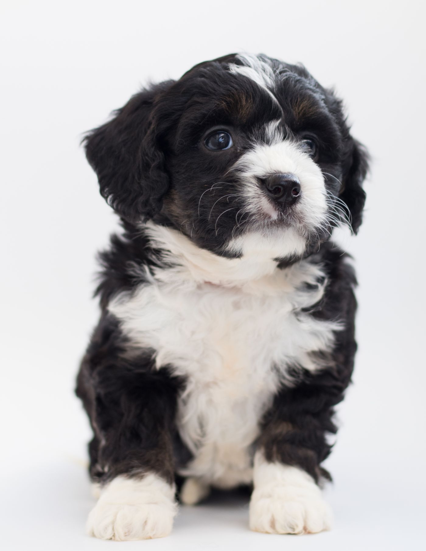 Daisy, a black and white curly-coated Bernedoodle puppy