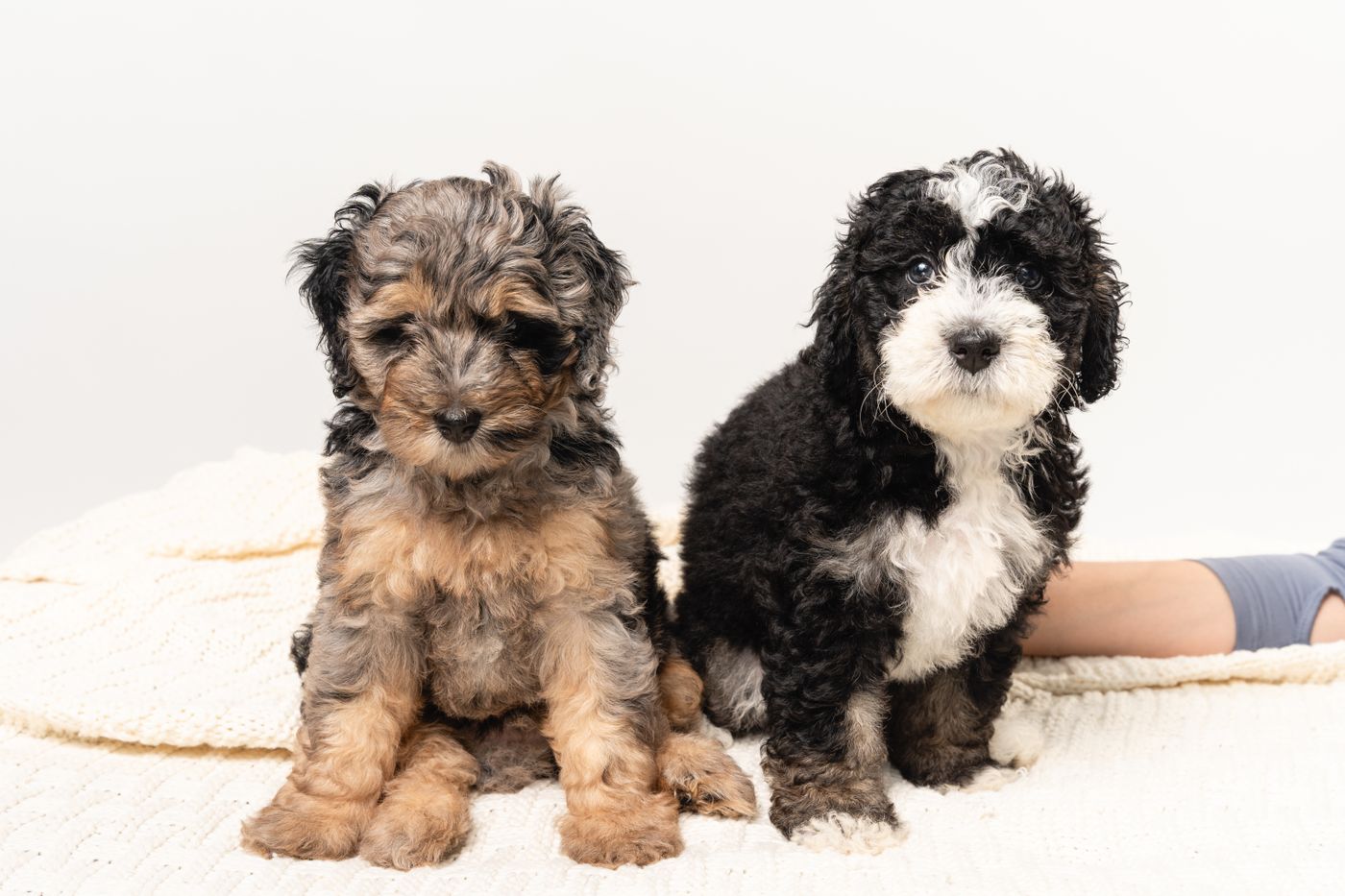 Two Bernedoodle littermates, one tan and one black and white, sitting together