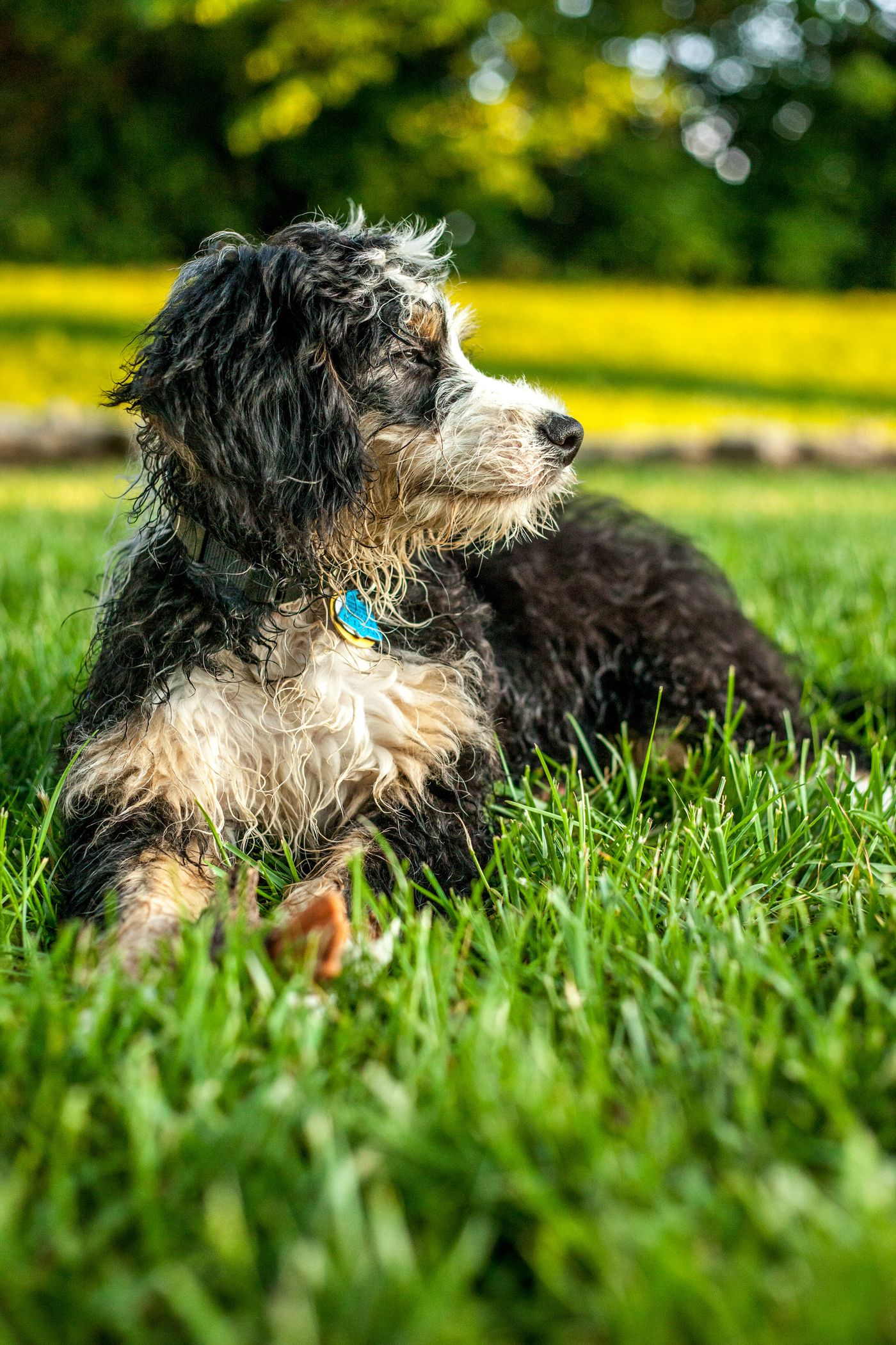A tri-color Bernedoodle with a wavy black, white, and tan coat lying in the grass
